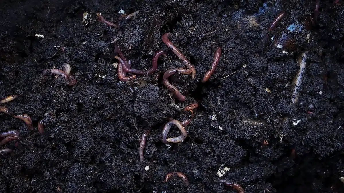 lombricomposteur  compost