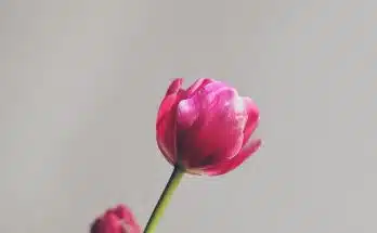 pink tulip in bloom close up photo