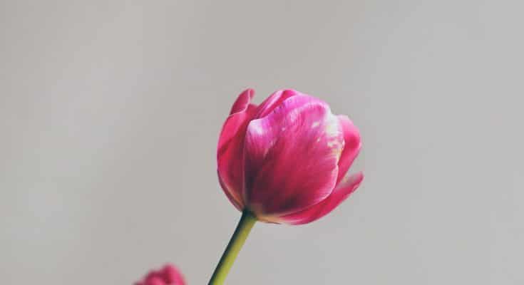 pink tulip in bloom close up photo